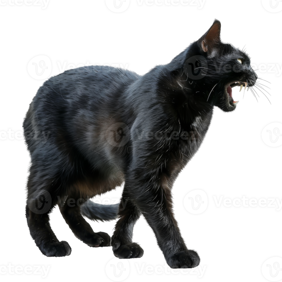 Black cat with open mouth showing teeth png