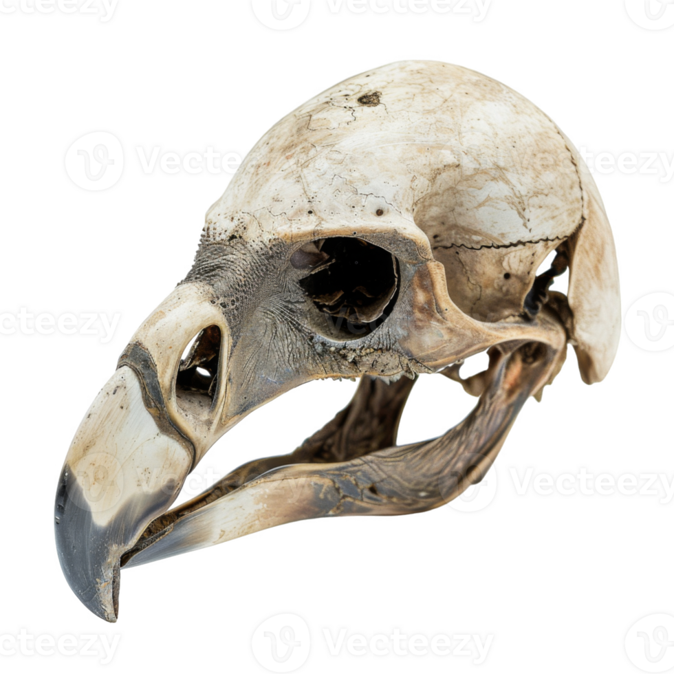 Close-up of a Bird Skull with Open Eye Sockets png