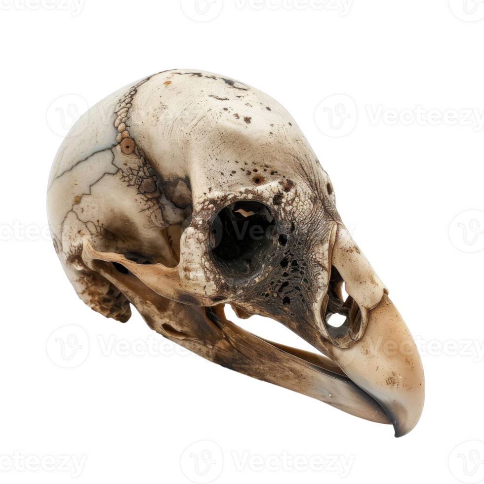A Close-Up of a Bird Skull with a Broken Beak png