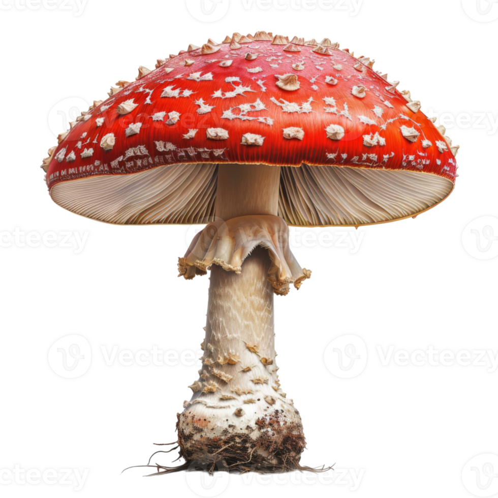 Red and White Mushroom with White Spots and Ruffled Stem png