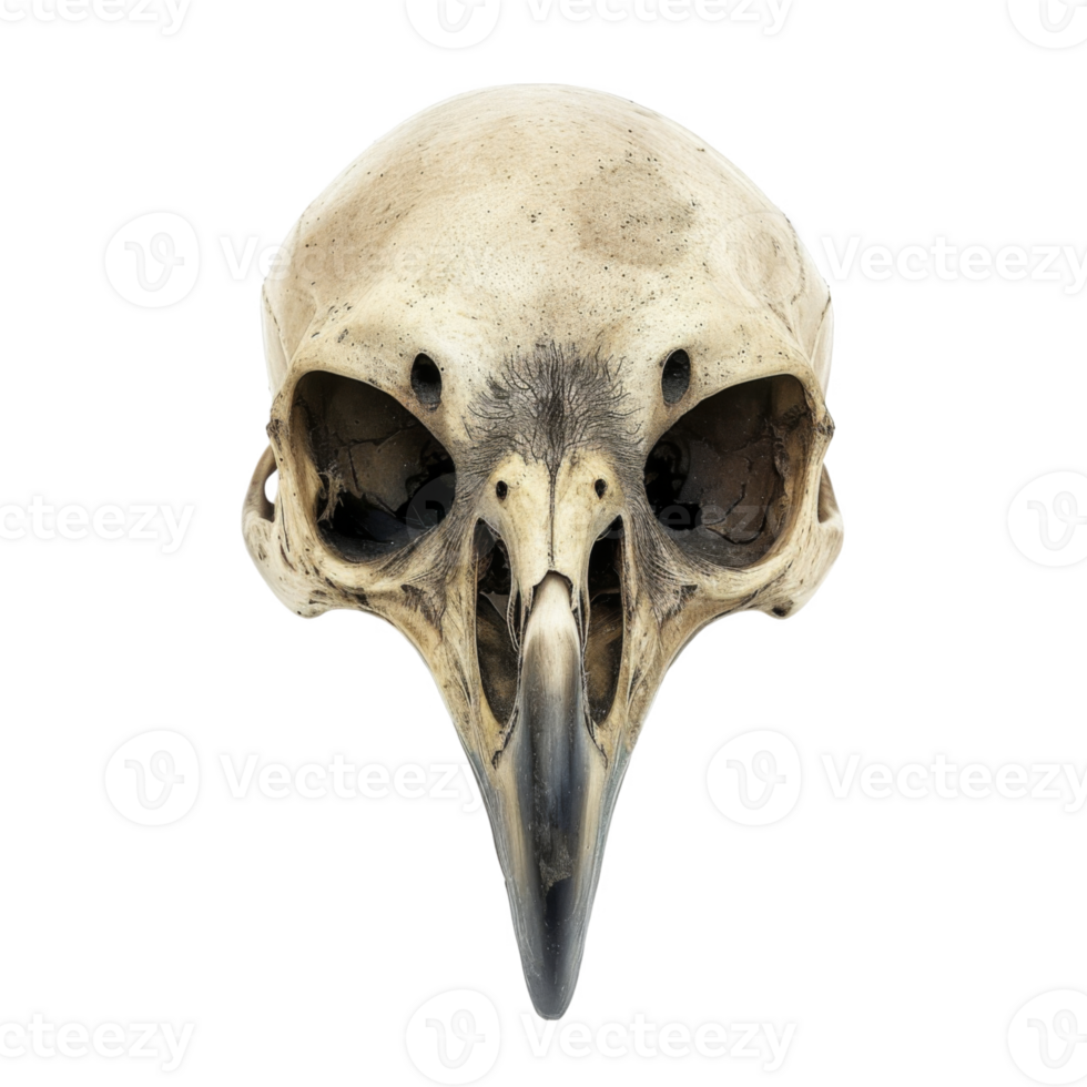 Close-up of a bird skull with a long, pointed beak png