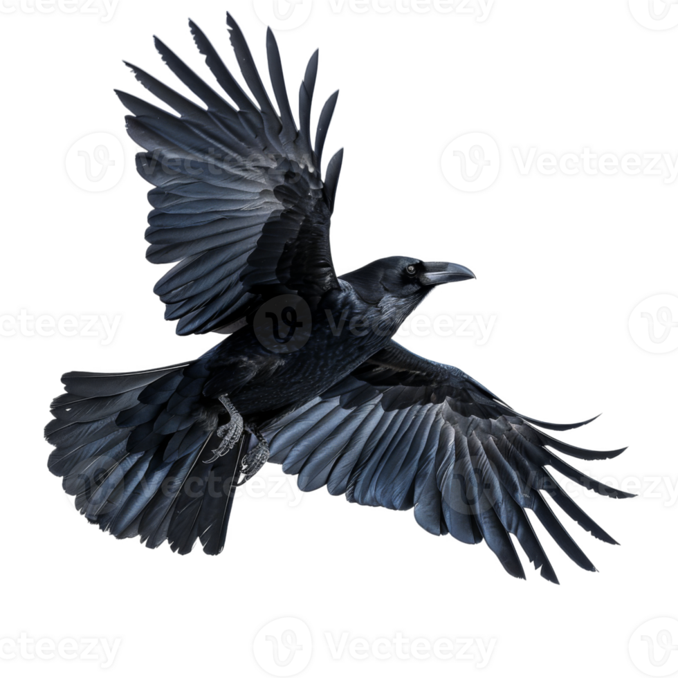 Black Raven in Flight with Wings Spread png