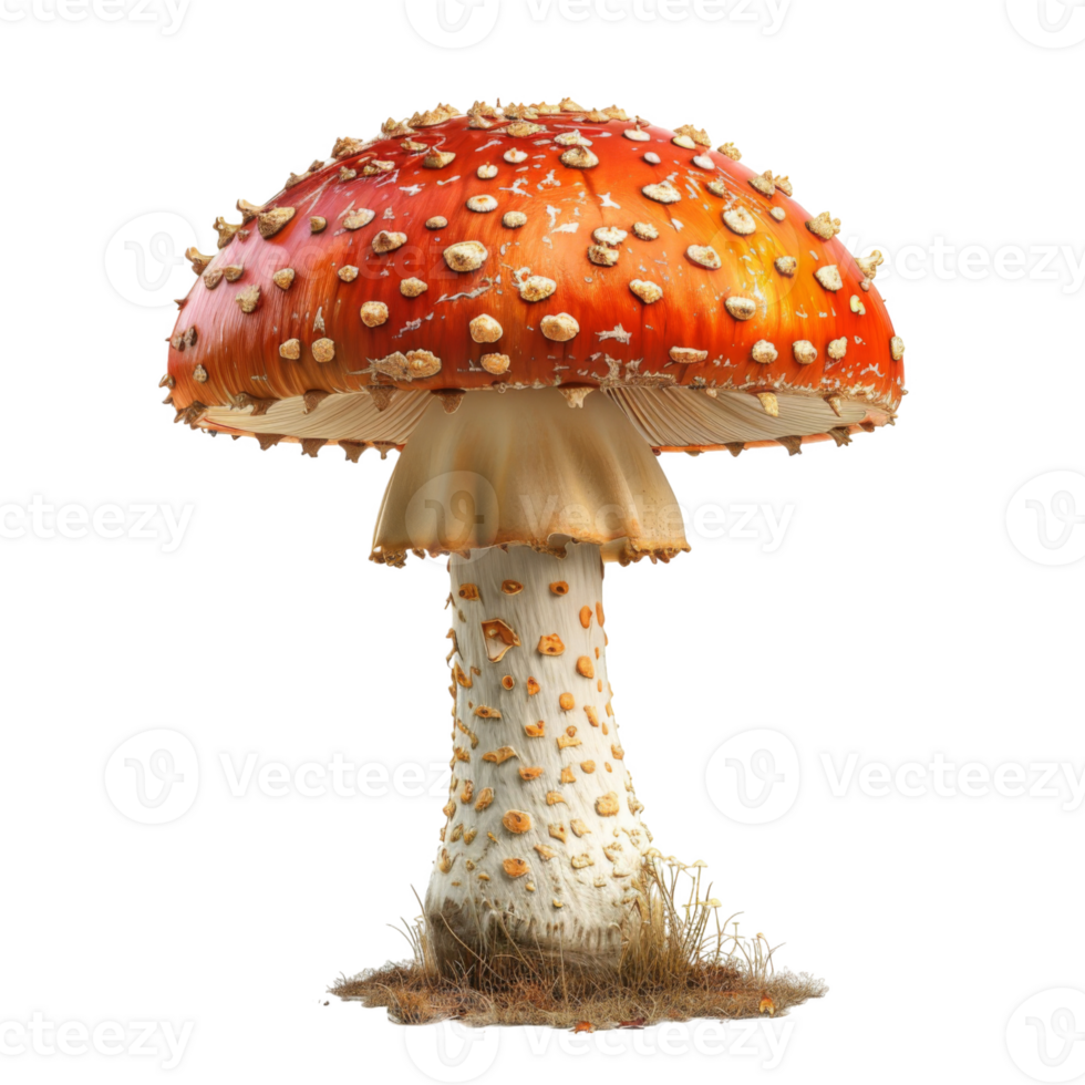 A Single Red and White Toadstool with White Spots png