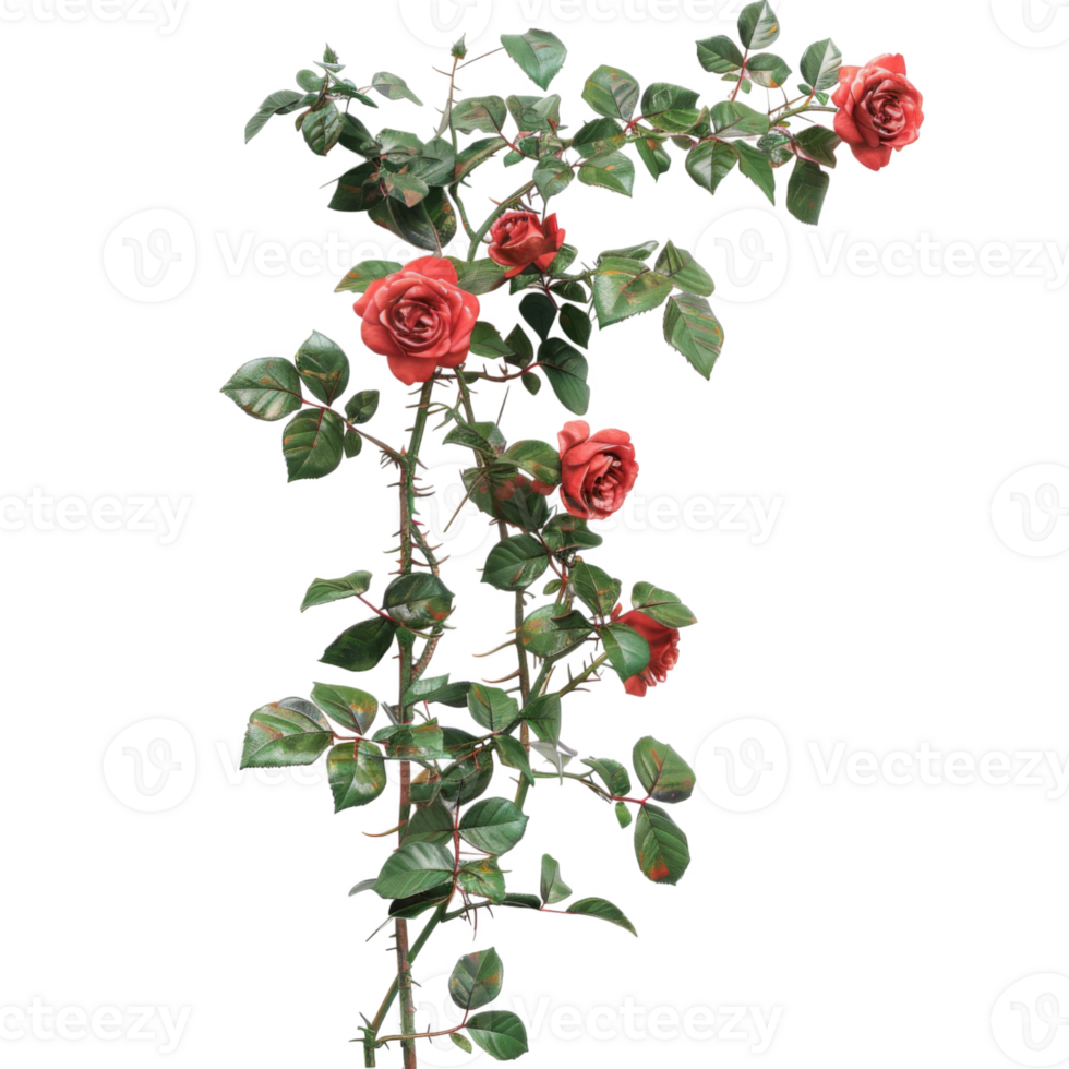 A thorny rose bush with red roses and green leaves png