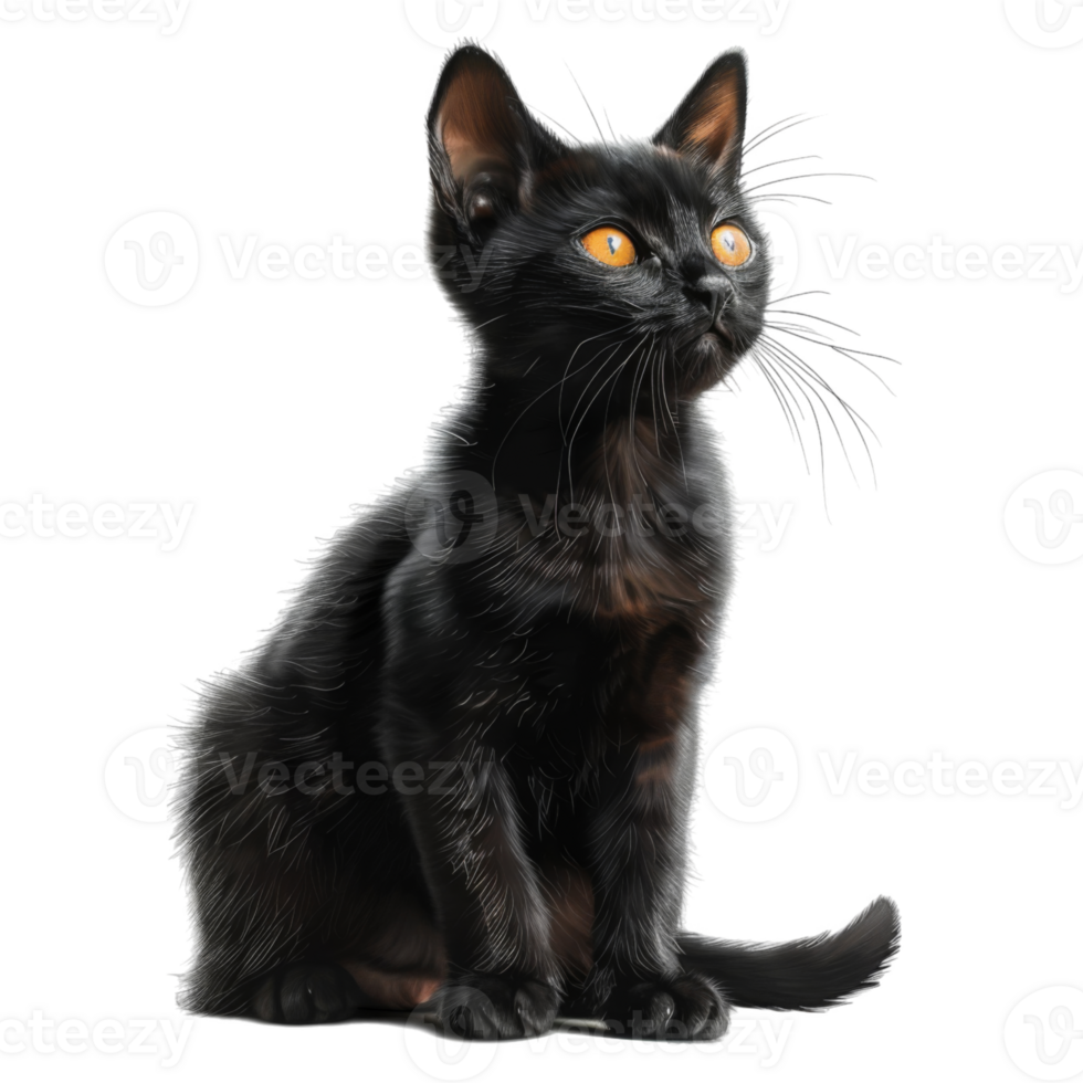 Black Cat with Bright Orange Eyes Sitting and Looking Up png