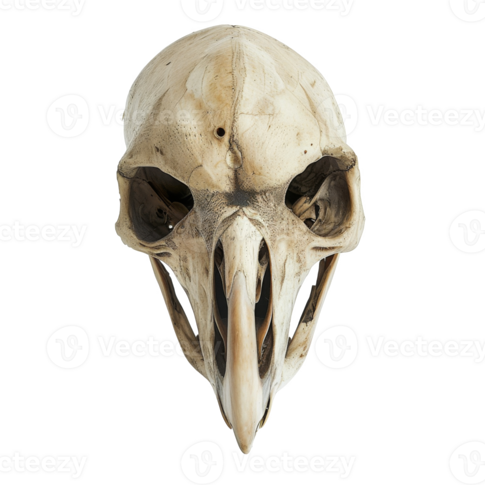 A Close-Up of a Bird Skull with a Long Beak png