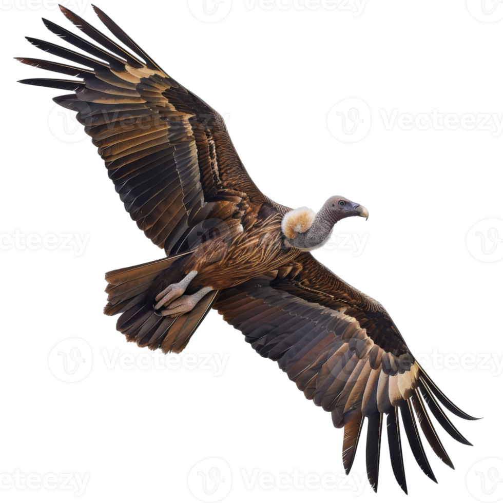A Eurasian Griffon Vulture Soaring in Flight png