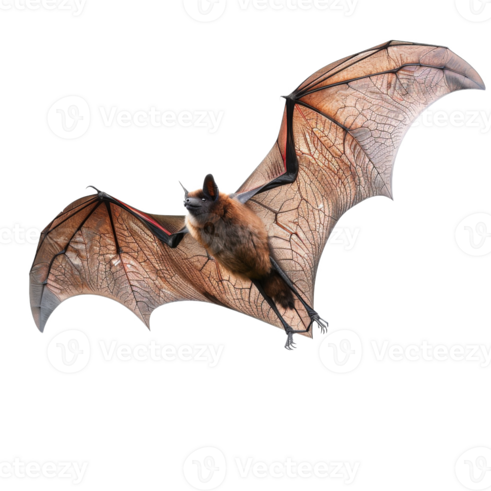 Flying Bat with Spread Wings Against a Black Background png