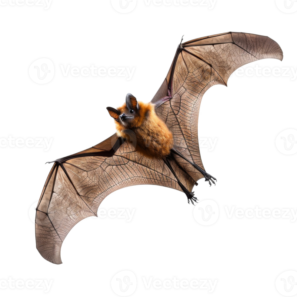 A Close-Up View of a Flying Bat with Open Wings png