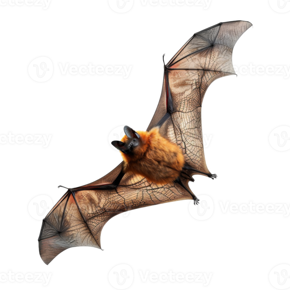 A Flying Fox Bat with Spread Wings Against a Black Background png