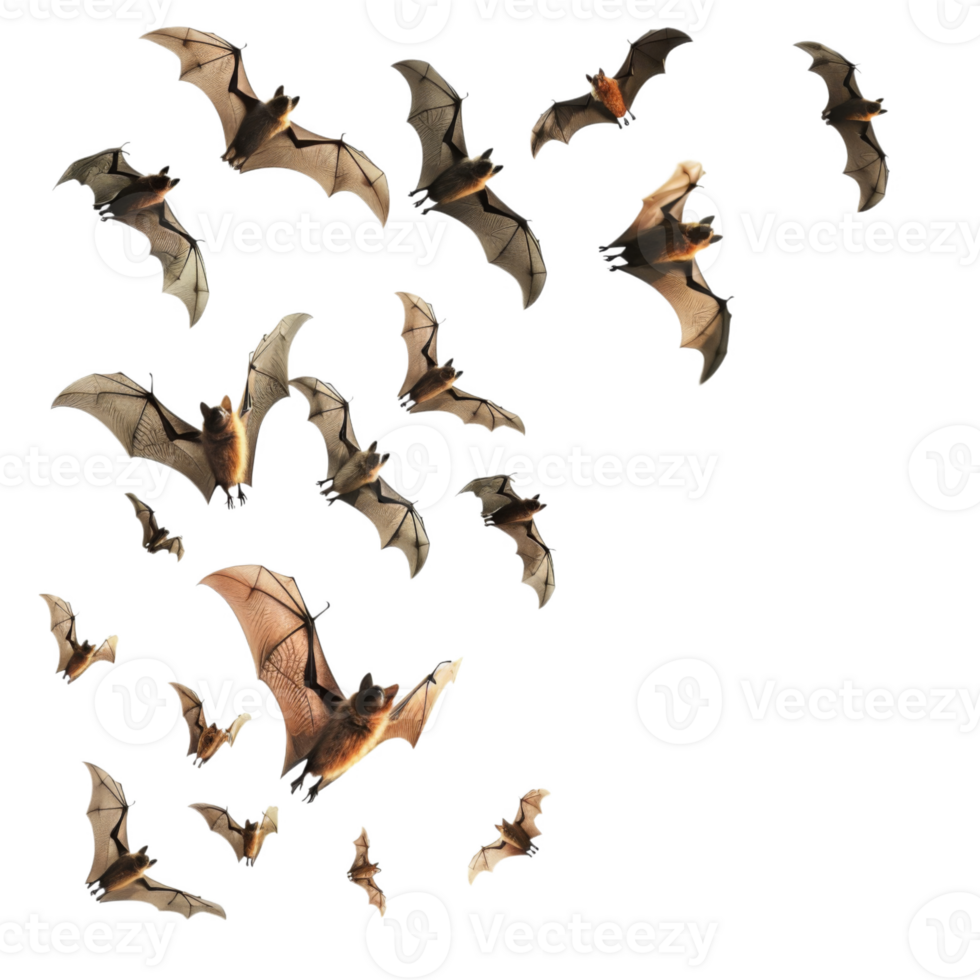 A Group of Bats in Flight Against a Black Background png