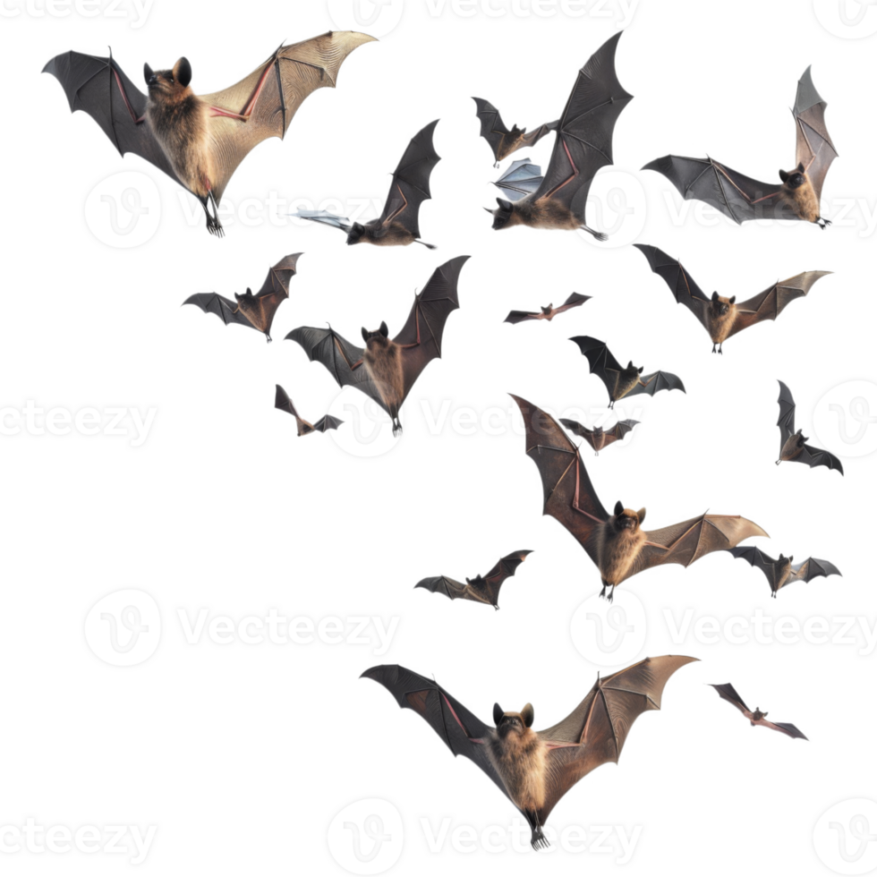 A Flock of Bats Flying in the Night png