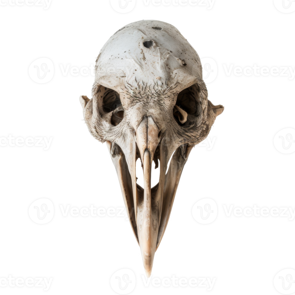 The Skull of a Bird with a Long, Pointed Beak png