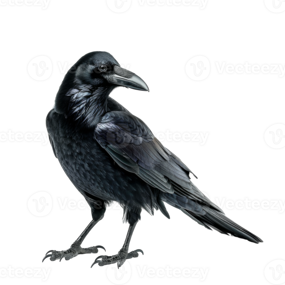 A Detailed Illustration of a Black Raven Perched on a Branch png