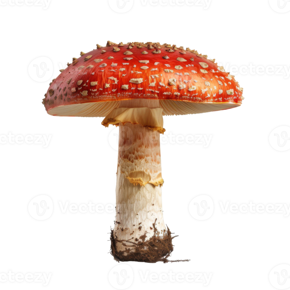 A Single Red and White Toadstool Mushroom with White Spots png
