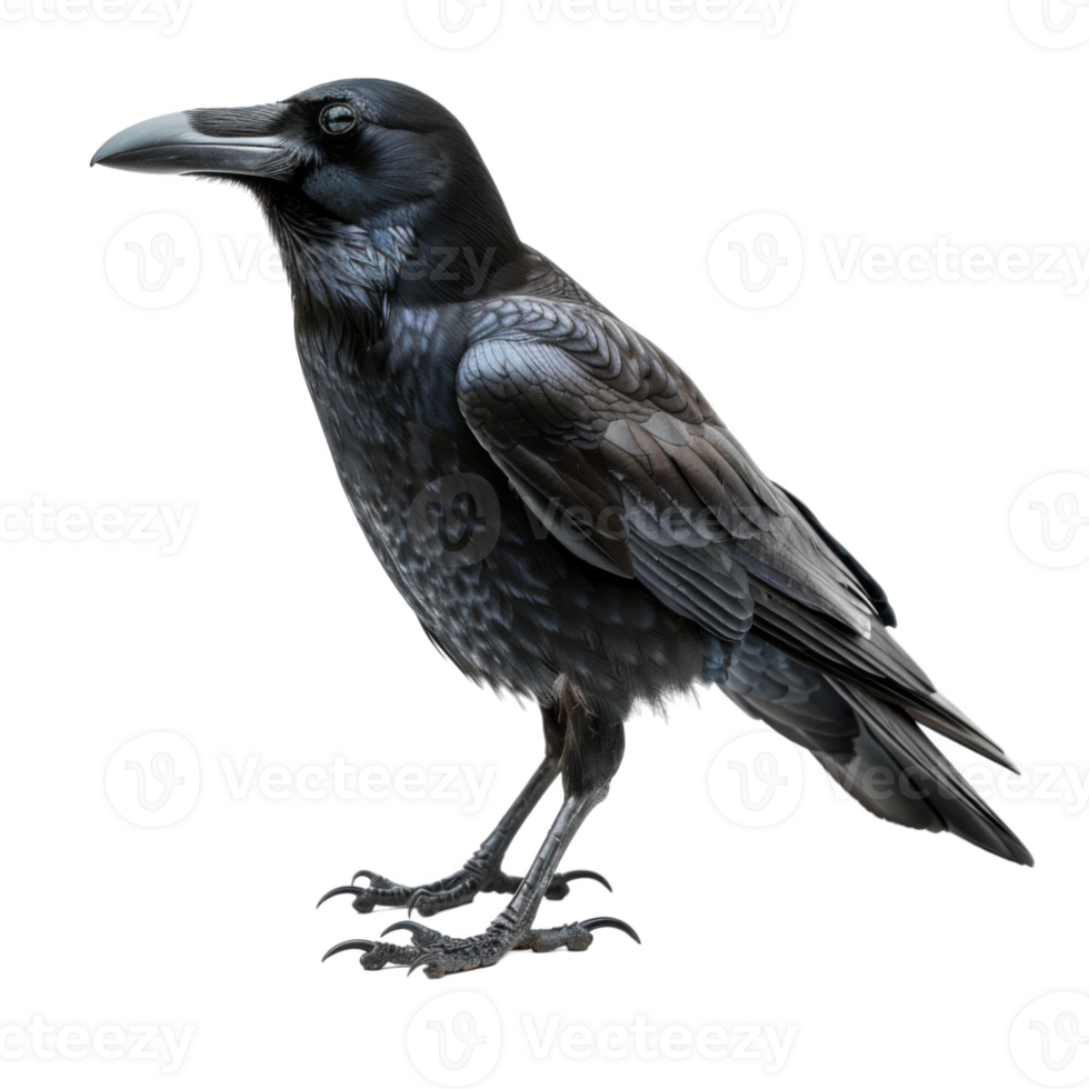 A Raven Standing Against a Black Background png