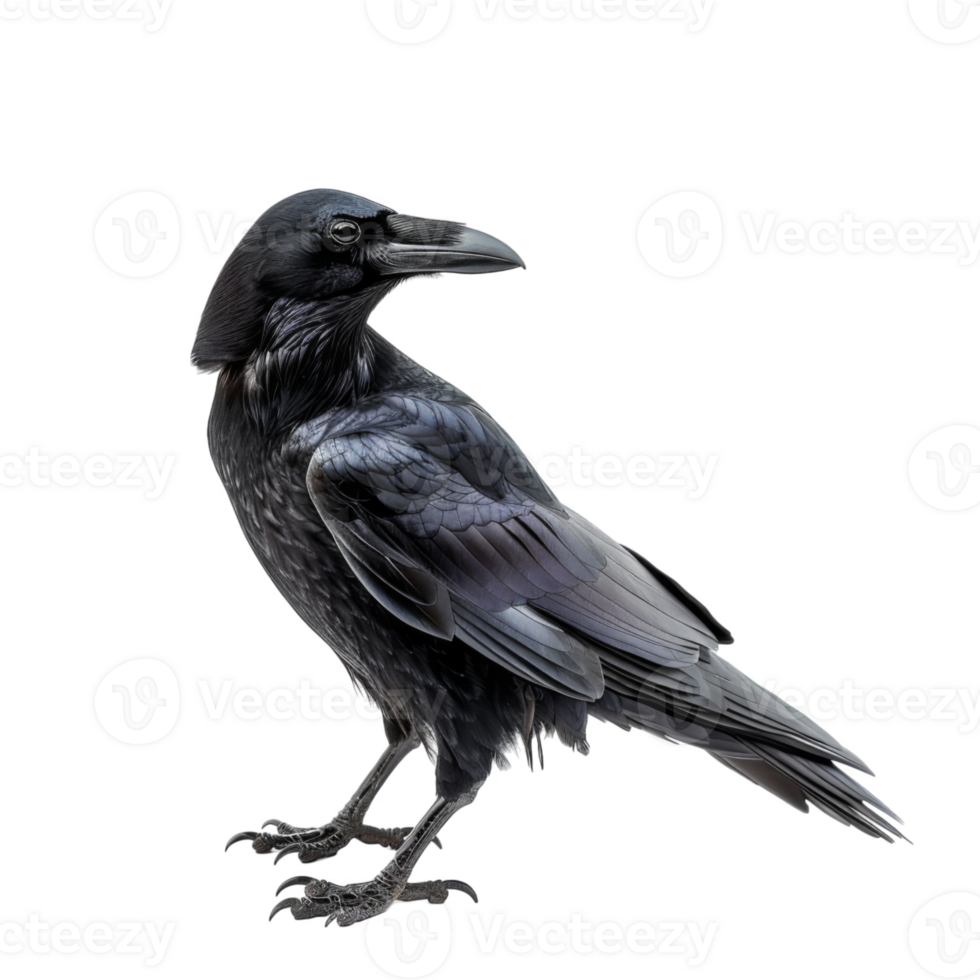 A Black Raven with Its Wing Spread, Standing on a Black Background png
