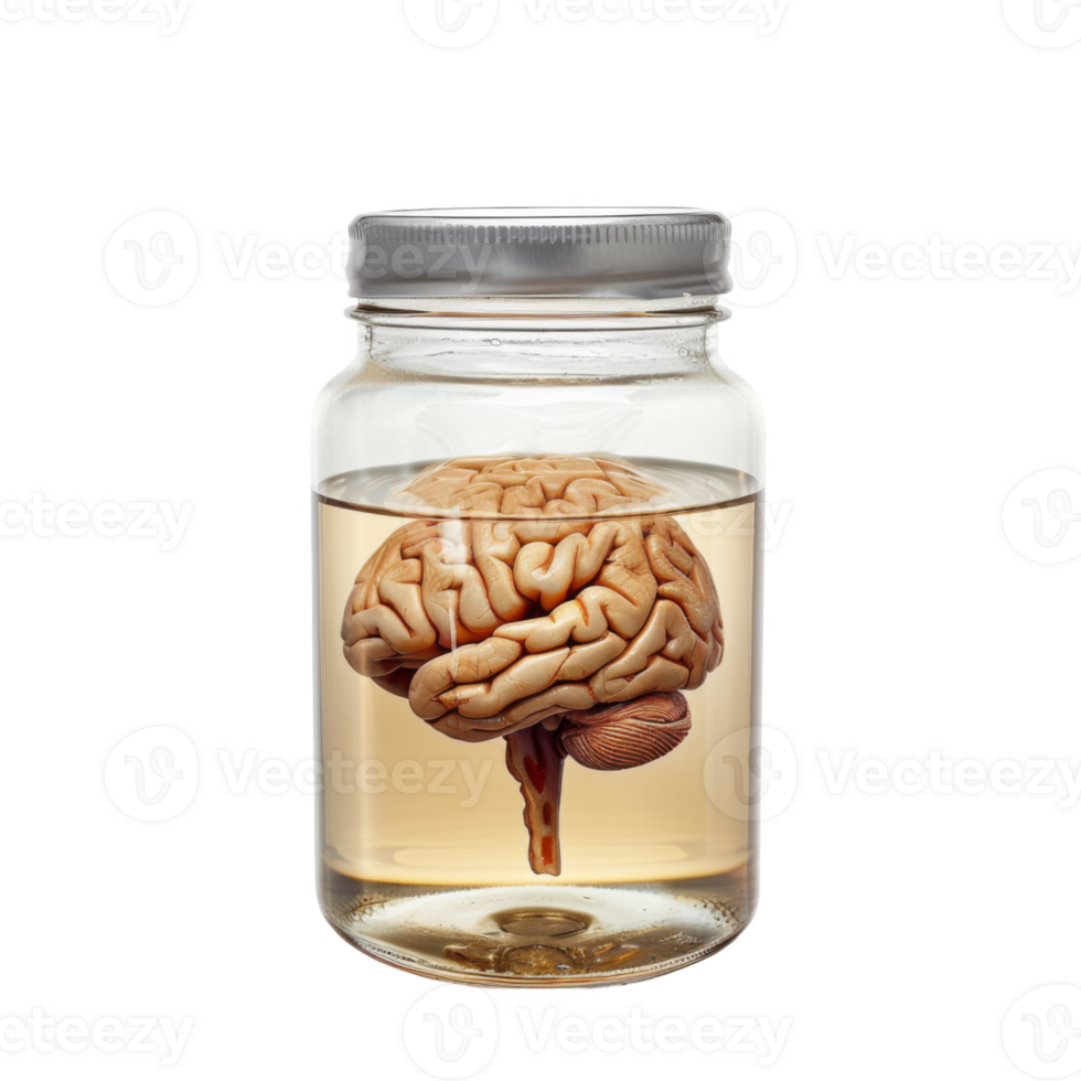 Preserved Human Brain in a Glass Jar png