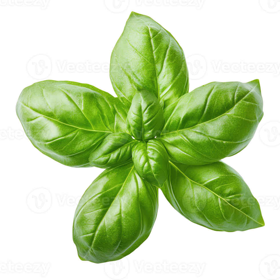 Fresh basil leaf isolated Aromatic green herb for culinary use png