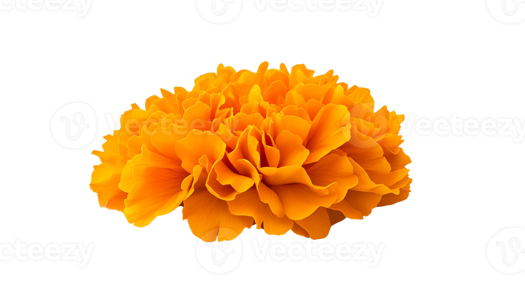 a vibrant orange marigold flower with detailed petals png
