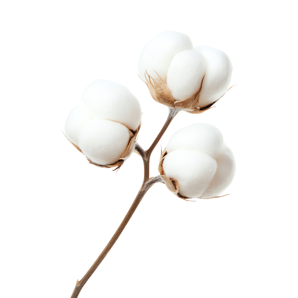 a cotton plant branch with white fluffy png