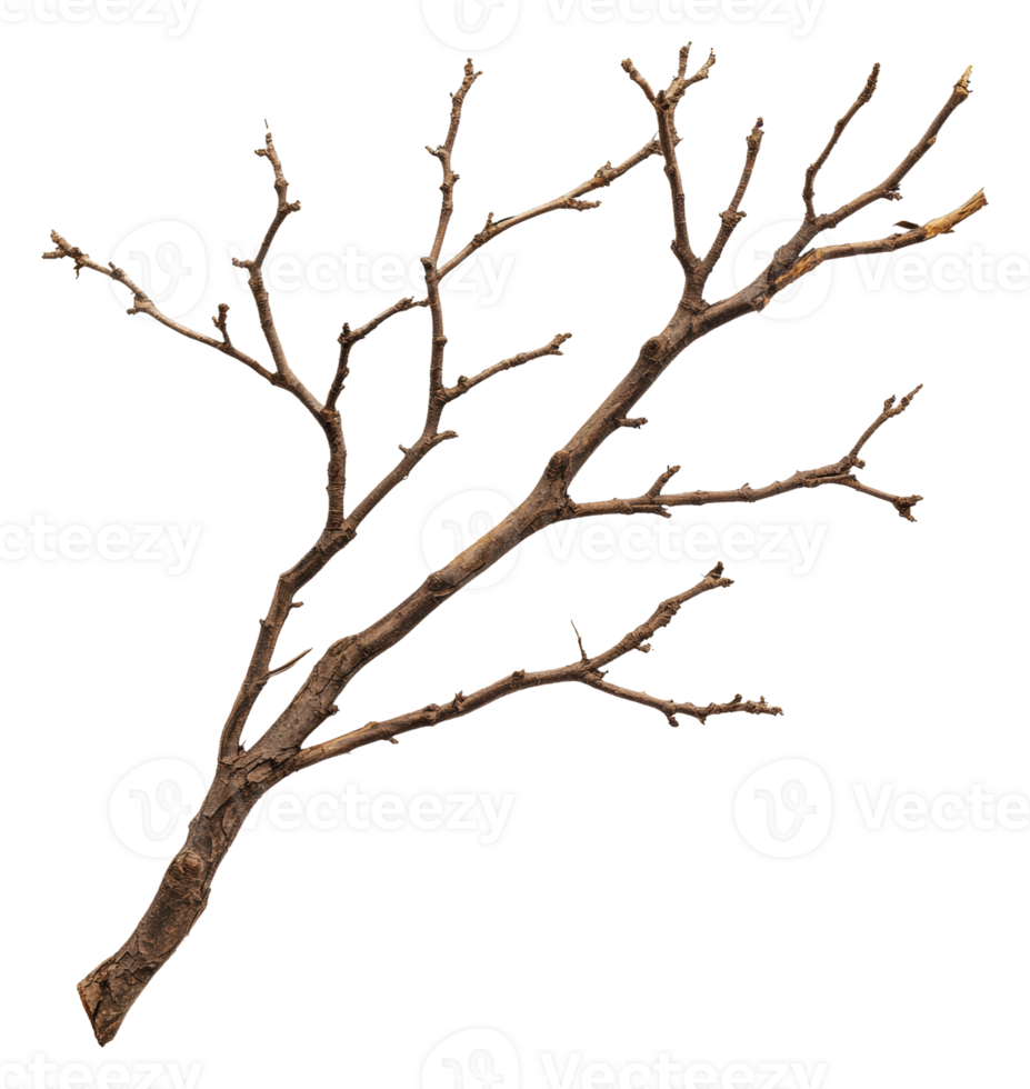 Dry tree branch with twigs and no leaves displayed png