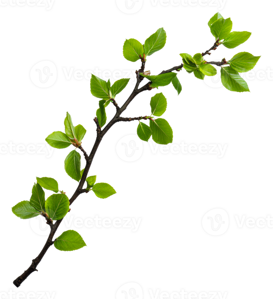 Green branch with leaves on white background png