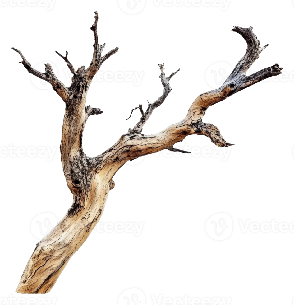 Unique twisted tree branch on white background png
