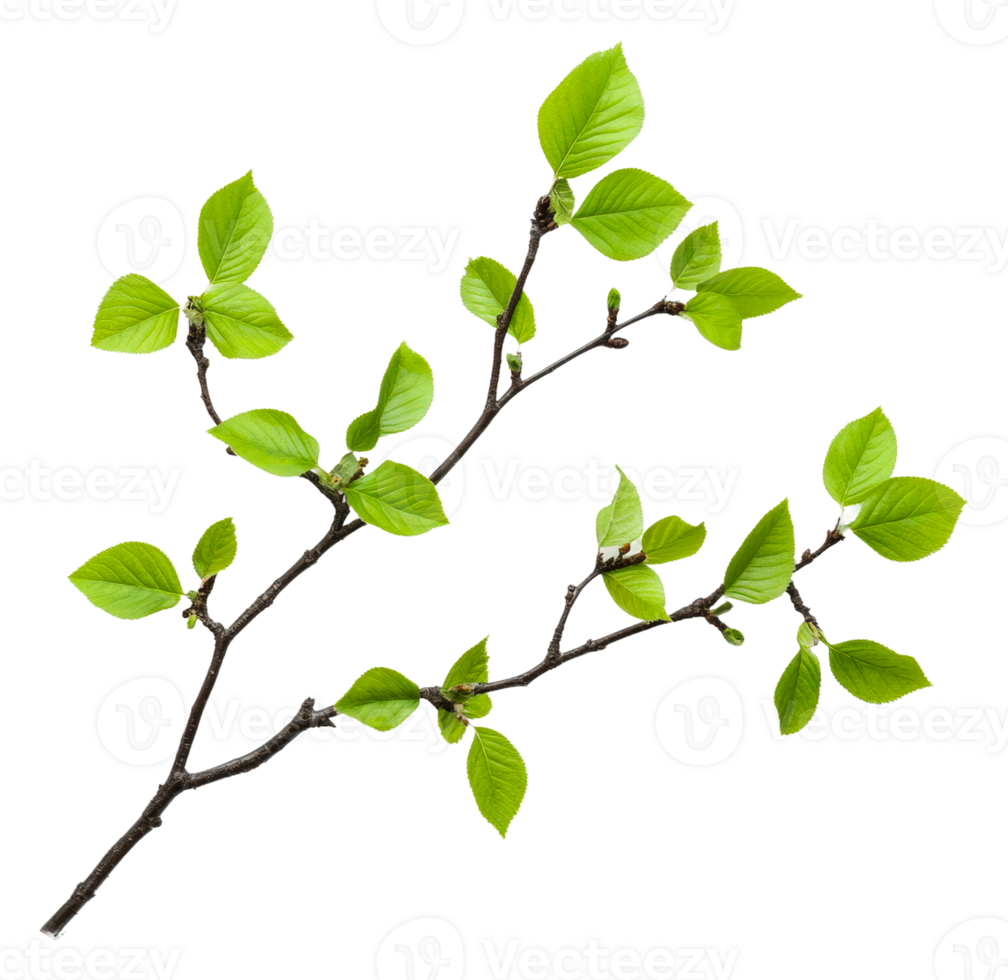 Fresh green leaves on a branch in spring png