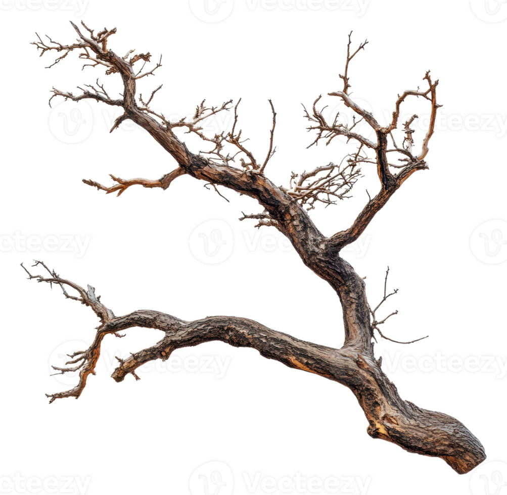 Unique gnarled tree branch on a white background png