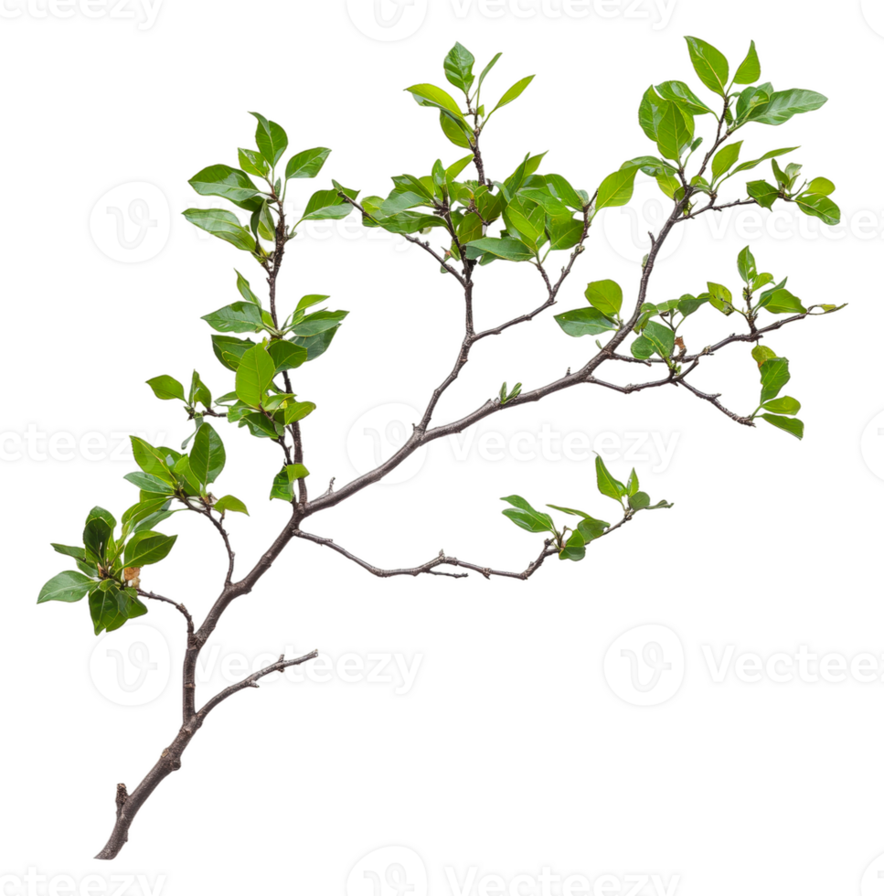 Green leafy branch with multiple twigs and stems png