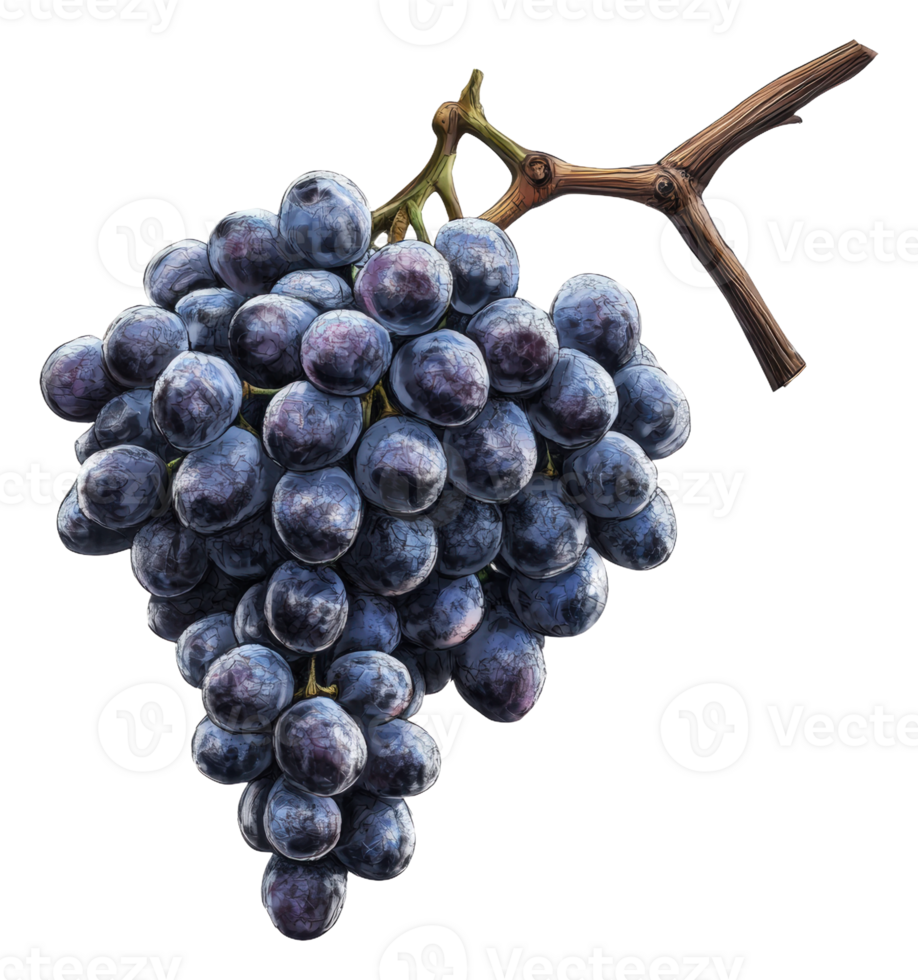 Freshly harvested grapes on a vine branch png
