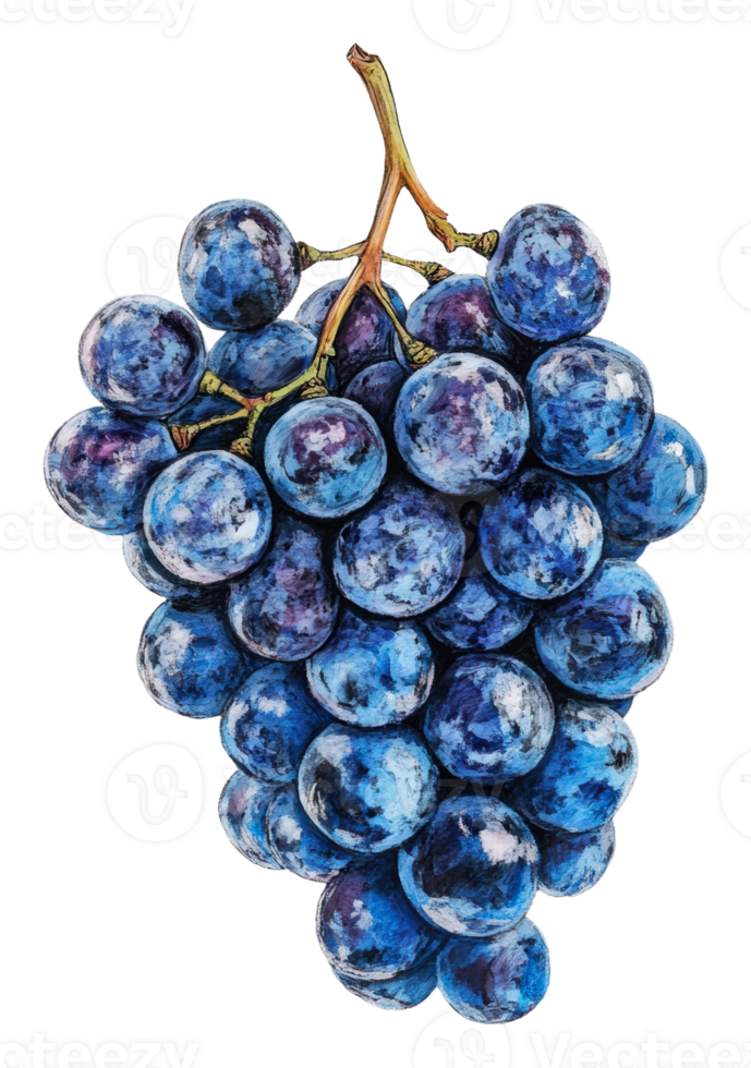 Freshly picked blue grapes on a vine in sunlight png