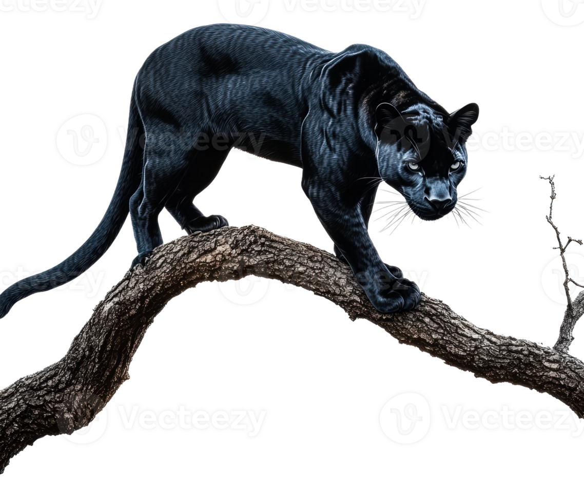 Black panther walking on a tree branch outdoors png
