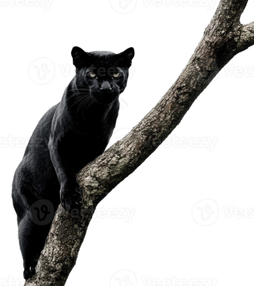 Black panther resting on a tree branch in nature png