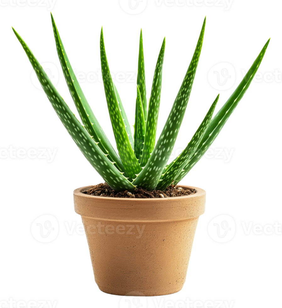 Aloe vera plant in a simple clay pot at home, cut out - stock . png