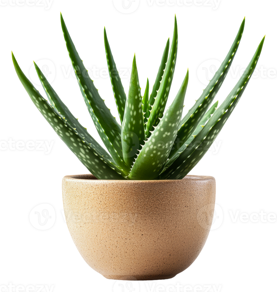 Aloe vera plant in a simple terracotta pot, cut out - stock . png