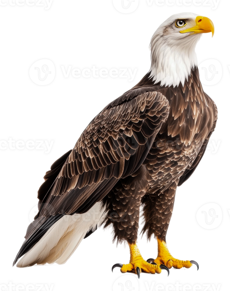 Majestic bald eagle perched gracefully on a rock, cut out - stock . png