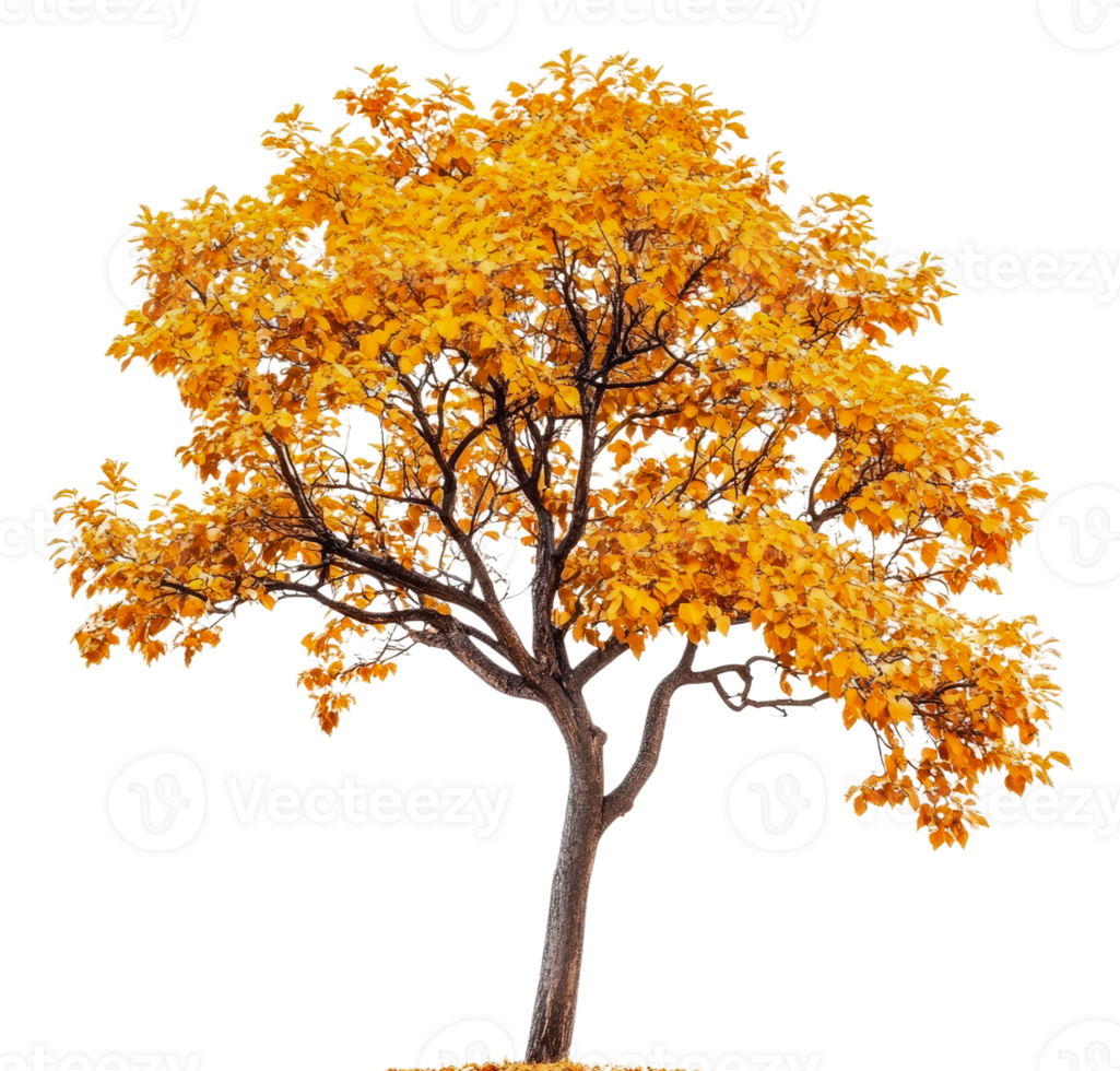 Bright orange autumn tree in a sunny landscape, cut out - stock . png