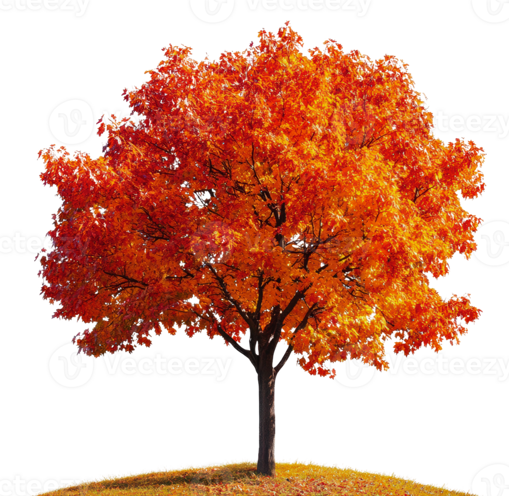 Vibrant orange and red autumn tree on a hill, cut out - stock . png