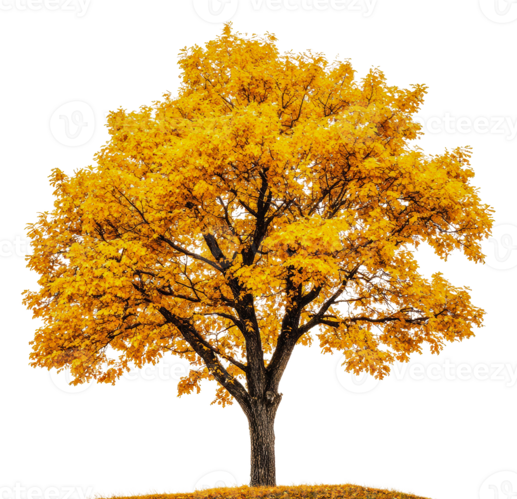 Bright yellow autumn tree standing alone on hill, cut out - stock . png