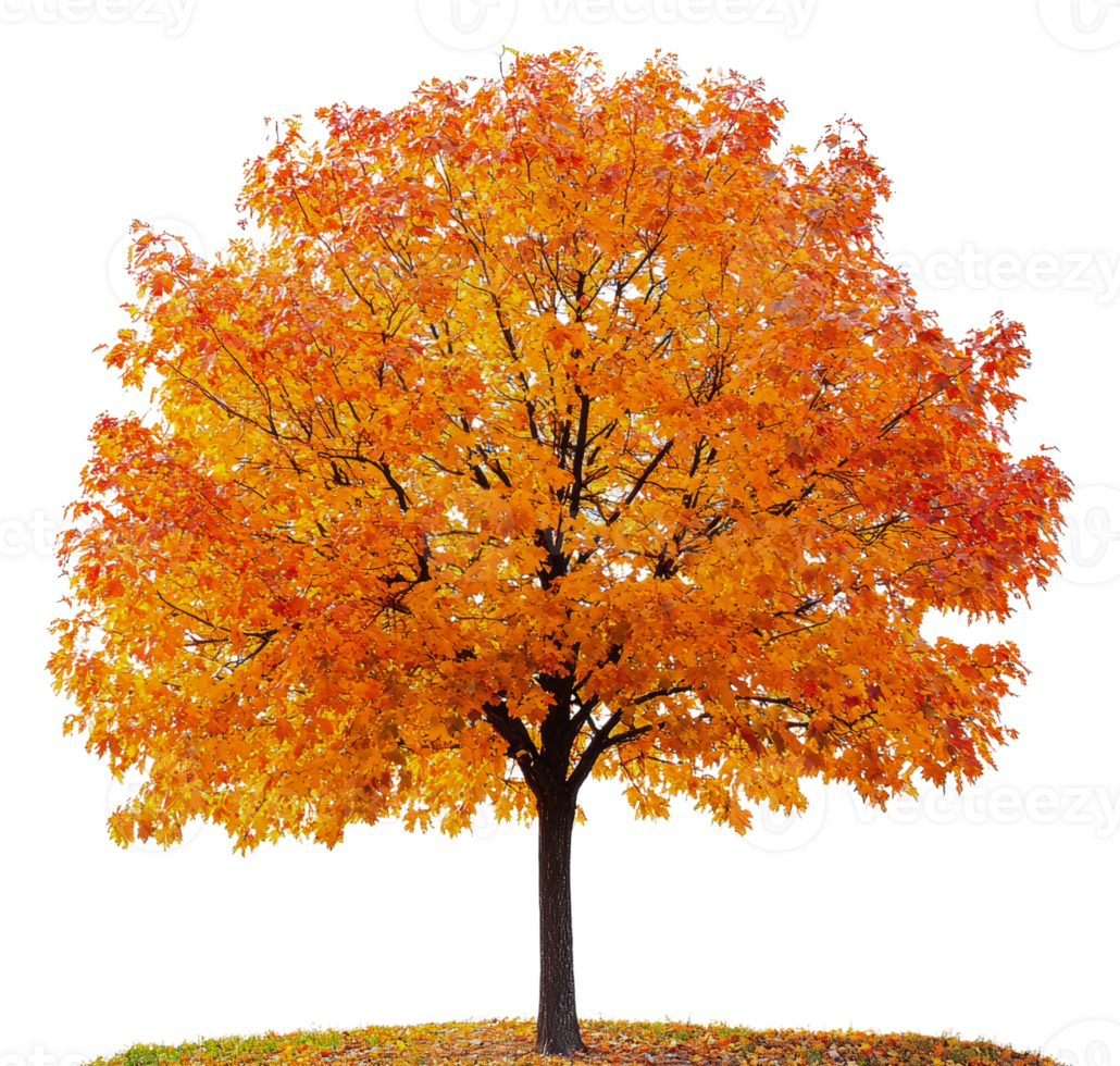 Vibrant autumn maple tree in full color display, cut out - stock . png