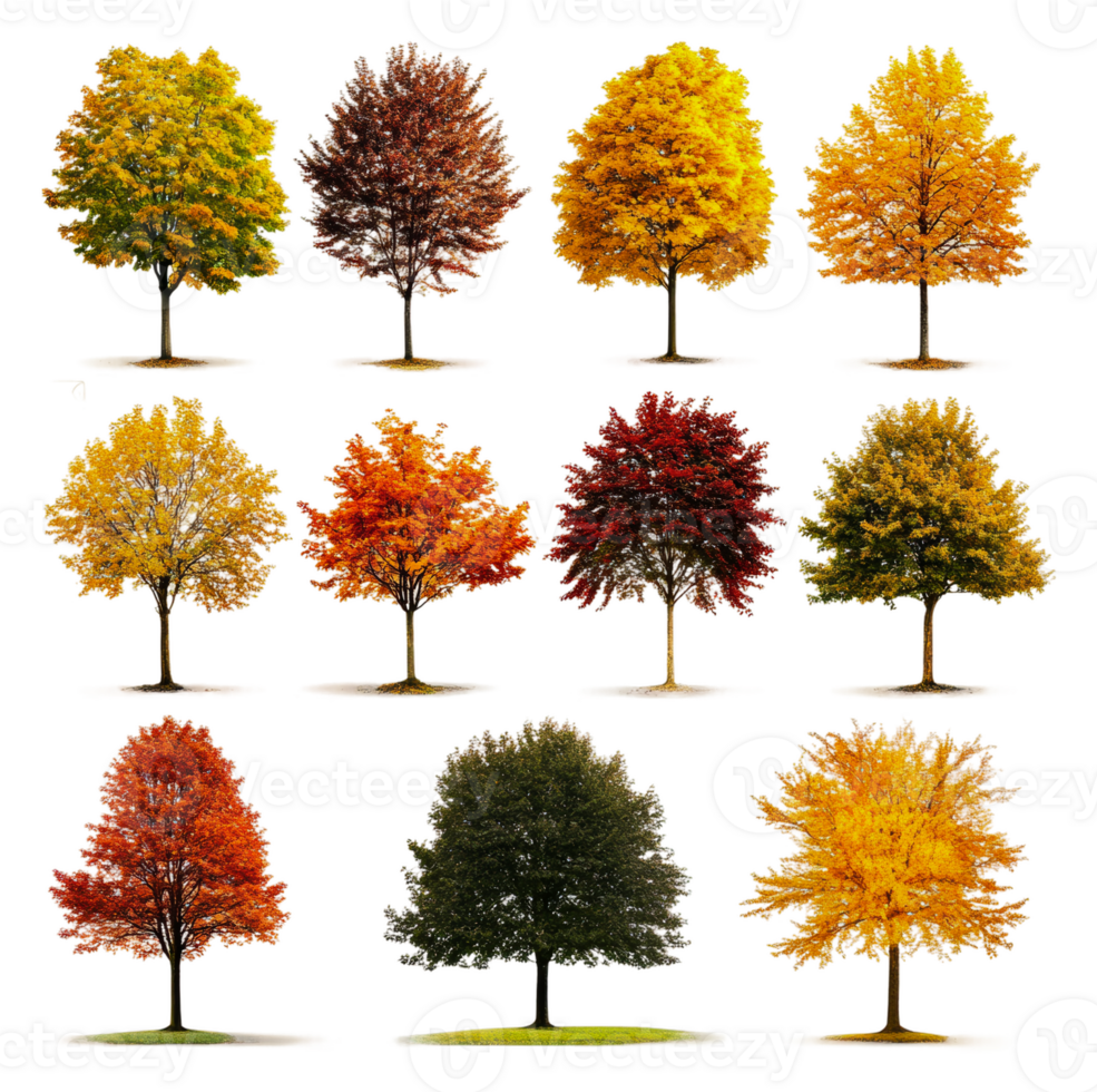 Varied autumn trees showcasing vibrant fall colors, cut out - stock . png