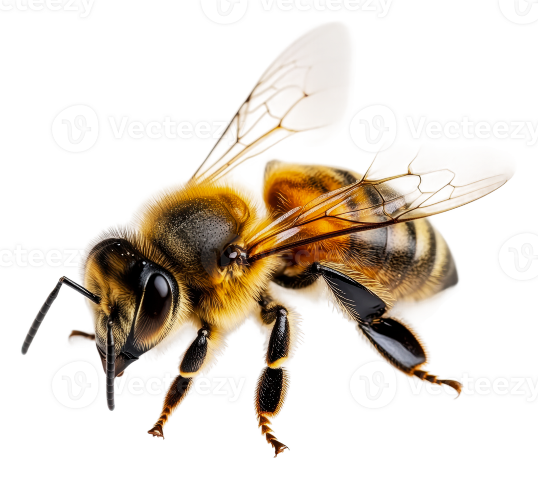 Close-up of a honey bee on a white background, cut out - stock . png