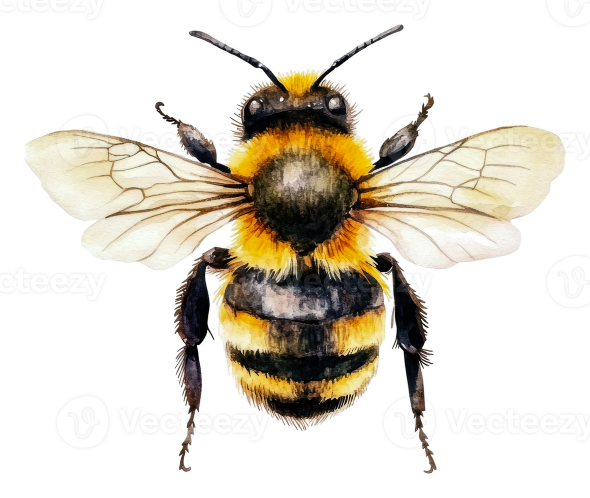 A close-up of a detailed honey bee illustration, cut out - stock . png