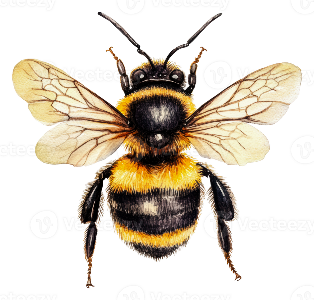 Detailed illustration of a bumblebee in flight, cut out - stock . png