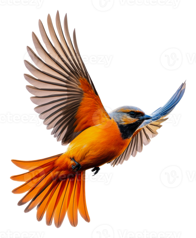 Vibrant bird mid-flight with colors, cut out - stock . png
