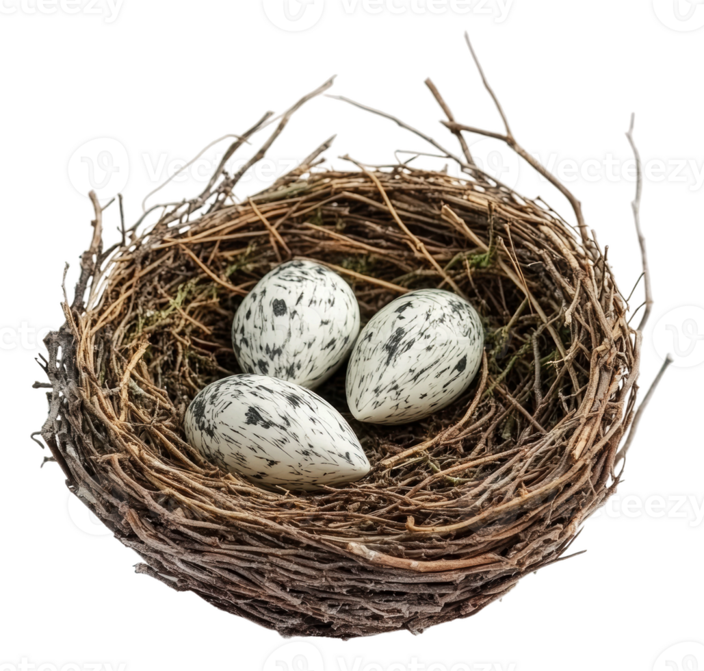 Nest with three speckled eggs resting peacefully, cut out - stock . png