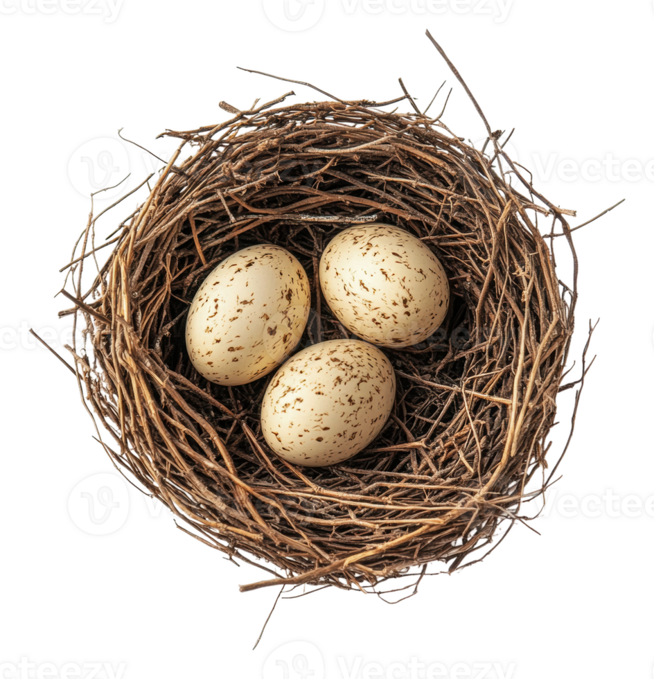 Nest with three speckled eggs in natural setting, cut out - stock . png