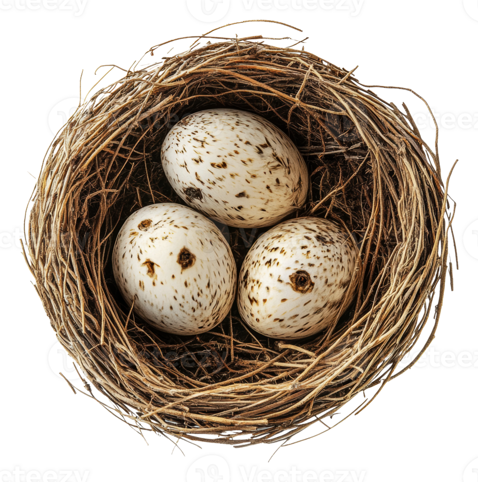 Nest with three speckled eggs in natural setting, cut out - stock . png
